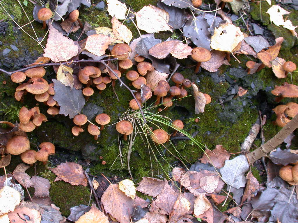 Inocybe .... dulcamara !!!